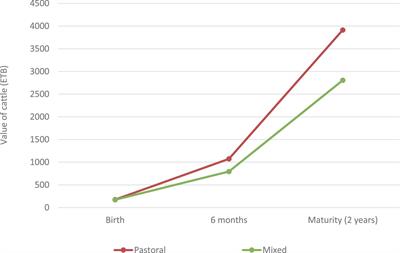 Cost–benefit analysis of intervention reducing young stock mortality in Ethiopia